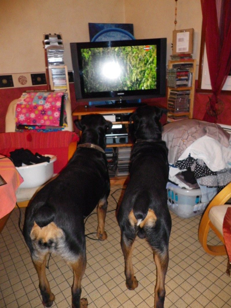 Gros problème pour un poste de télévision en famille Imgp0011