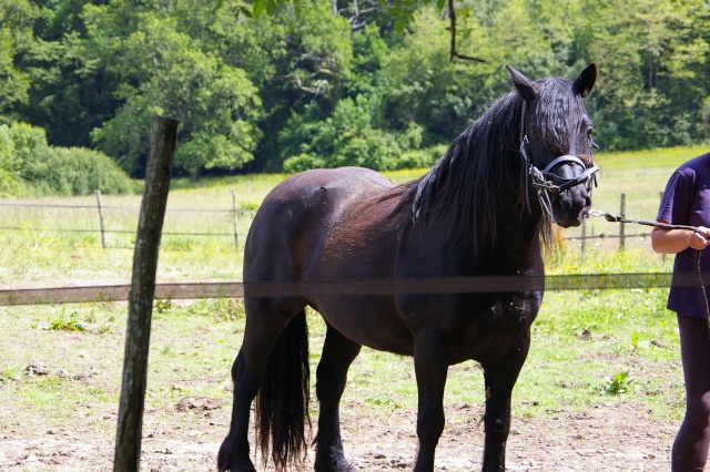 Quaramel, mérens hongre, adopté par Sandrine ! Imgp3023