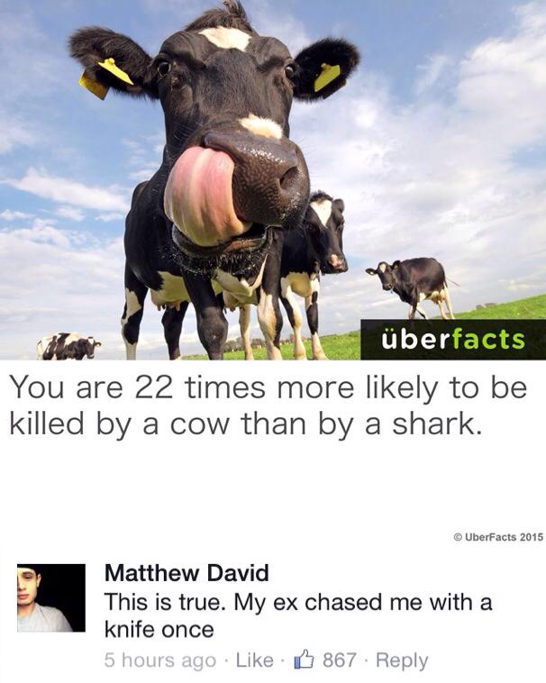 FUNNY PICTURES,Screenshots,videos - Page 2 Cow10
