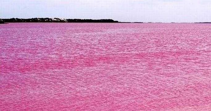 Il lago color di rosa 11146310