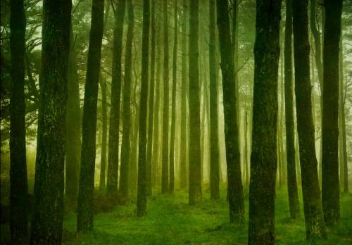 La foresta vivente: come gli alberi comunicano fra loro B2ap3_10