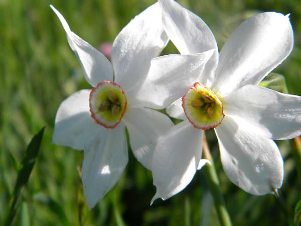 Flore auvergnate - Page 3 Narcis10