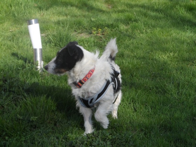 BAMBI -  jack russel terrier 6 ans (semble aveugle - problème peau non soigné) Spa de Poitiers (86) Bamby_10