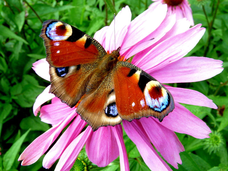 Hors défi  Thème de Mai 2015 " FLEUR(S) "(fin le 24) P1280910