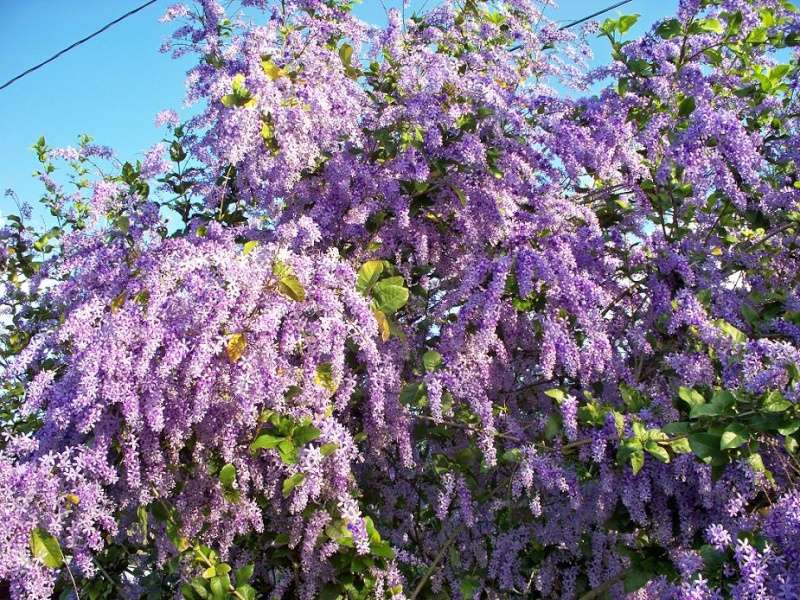 Tropical Wisteria [ Petrea v ] Petrea10