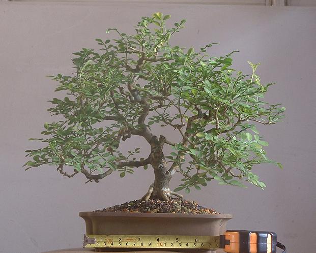 Don't make a tree looked like a bonsai but make a bonsai looked like a tree - Revisit Xantho10