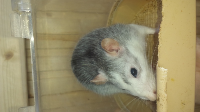 TRÈS URGENT_4 rats de 7 mois 76/27/91/75/78/77/92 20150410