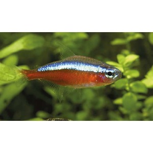 juwel trigon 350 litres biotope amazonien - Page 2 Cheiro10