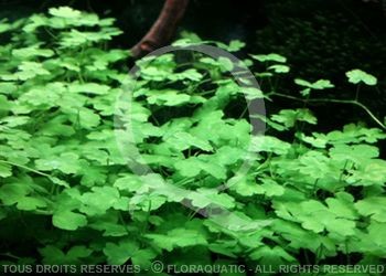 juwel trigon 350 litres biotope amazonien - Page 2 Hydroc10