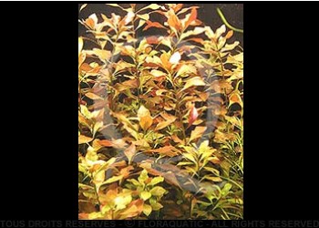 juwel trigon 350 litres biotope amazonien - Page 2 Lud_re10