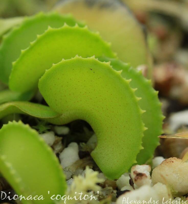 Dionaea 'coquiton' Image10