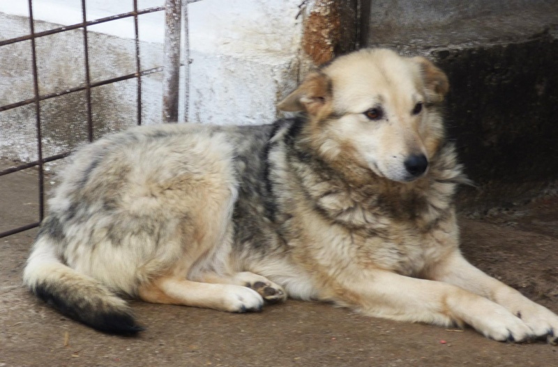 BABYLONE - femelle croisée, taille moyenne à grande née en 2009 - adoptée par sylfatho (Belgique) Babylo12