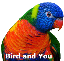Contact - Becs crochus Bird and You Loriqu10