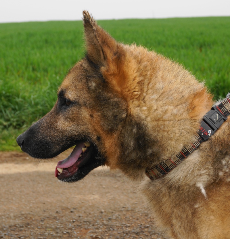 Marley mâle croisé Berger Allemand 3 ans Marley10