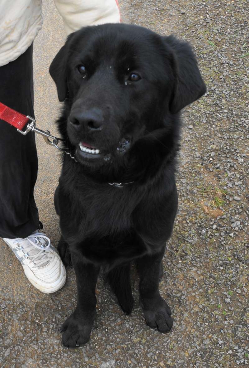 snoop - SNOOP labrador né en sept 2013 (refuge) Snoop410