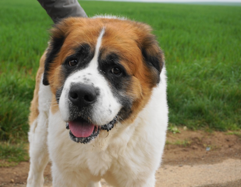 Snoopy mâle Saint Bernard 7 ans et demi Snoopy10