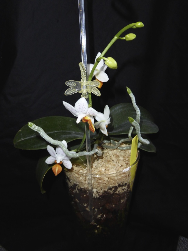 Phalaenopsis Mini Mark - Seite 4 P1020032