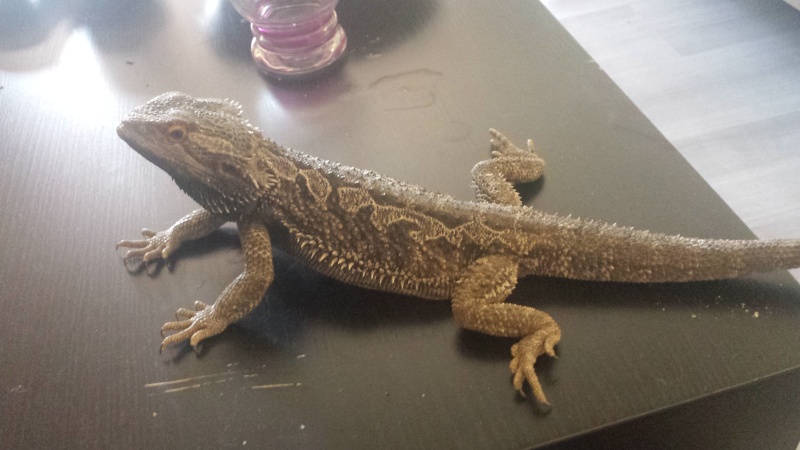 Pogona trouver 20150412