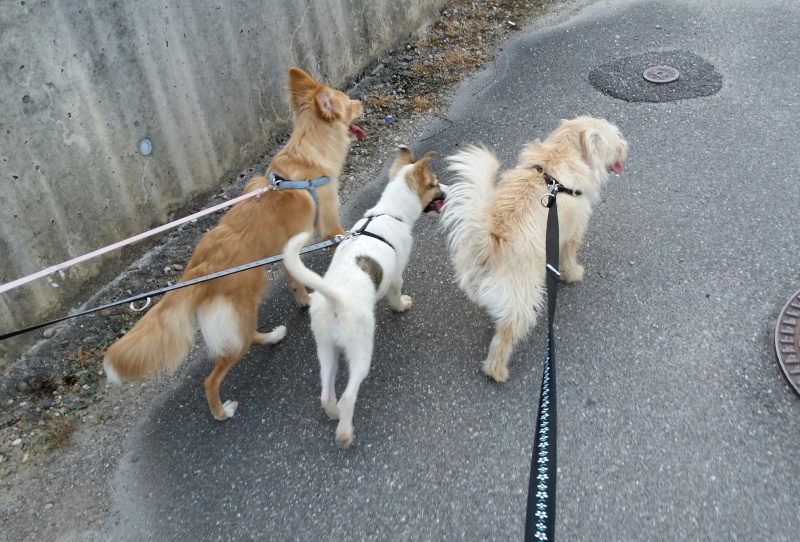 JEENY (ex-CLEMENCE), chienne taille moyenne (Pascani) - adoptée par vanille68 (dpt 68) - Page 3 2015-019