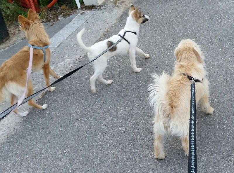 JEENY (ex-CLEMENCE), chienne taille moyenne (Pascani) - adoptée par vanille68 (dpt 68) - Page 3 2015-021