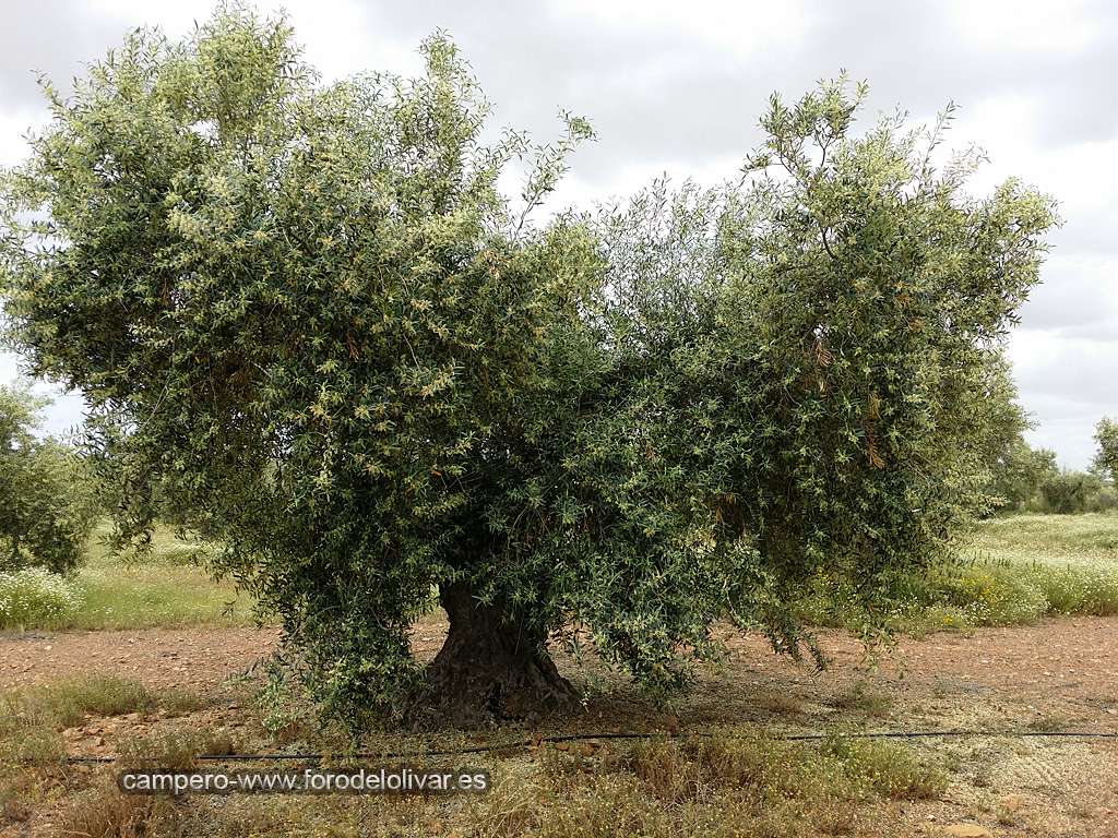 cosecha 2015-16 - Página 3 Florac10