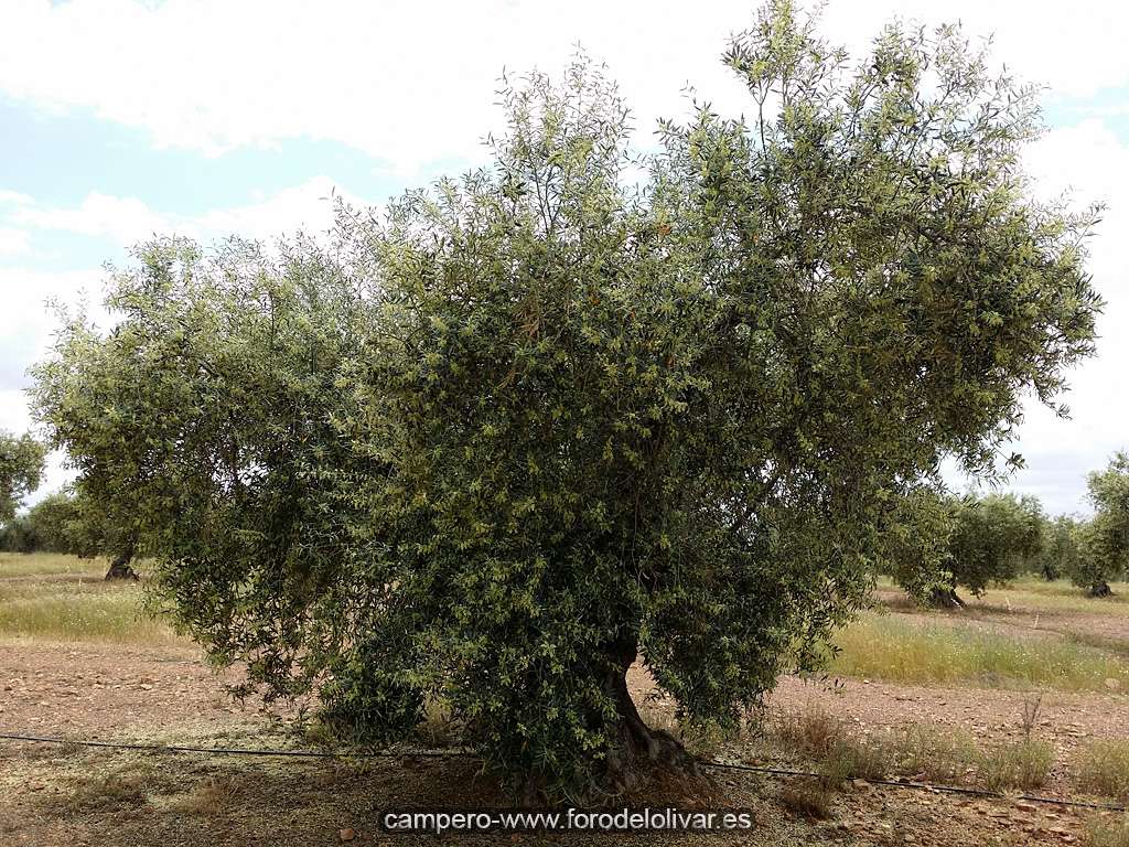 cosecha 2015-16 - Página 3 Florac15