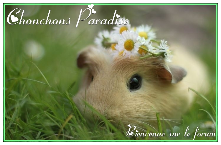 Chonchons Paradise