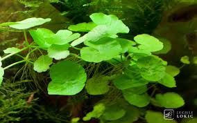 fiche technique de l'hydrocotyle leucocephala Hydroc10