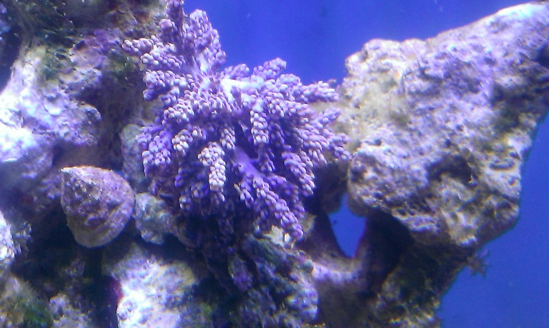 problème coraux mous Imag0812