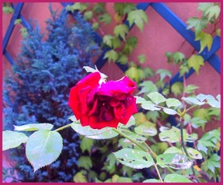 La photo du dimanche (2) - Page 6 Rose_d10