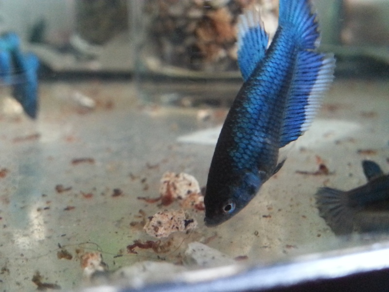 Repro papillon bleu  X. black copper 20150318