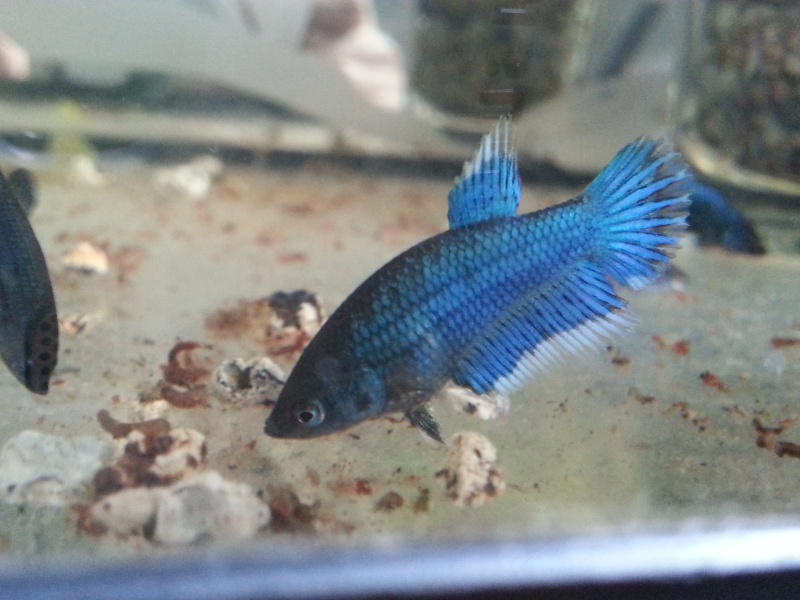 Repro papillon bleu  X. black copper 20150319