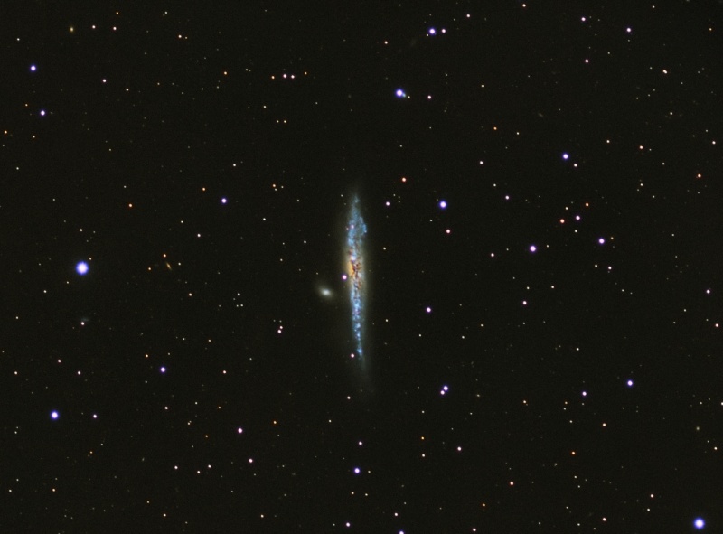 Galaxie NGC 4631 LRGB Ngc46311