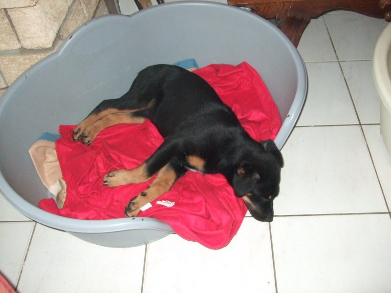 Litchie femelle croisée Berger Hollandais Beauceron né le 25/02/15 Louve_12