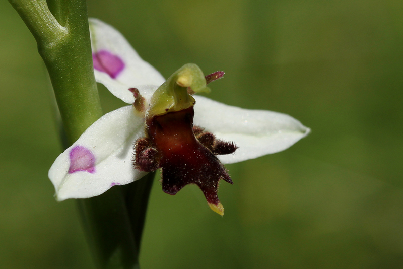 Ophrys apifera Almaraz 1-img_34