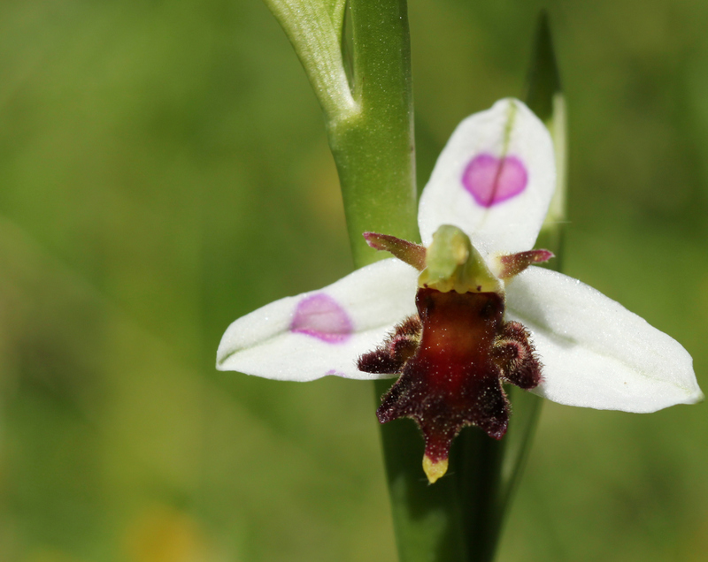 Ophrys apifera Almaraz 1-img_35