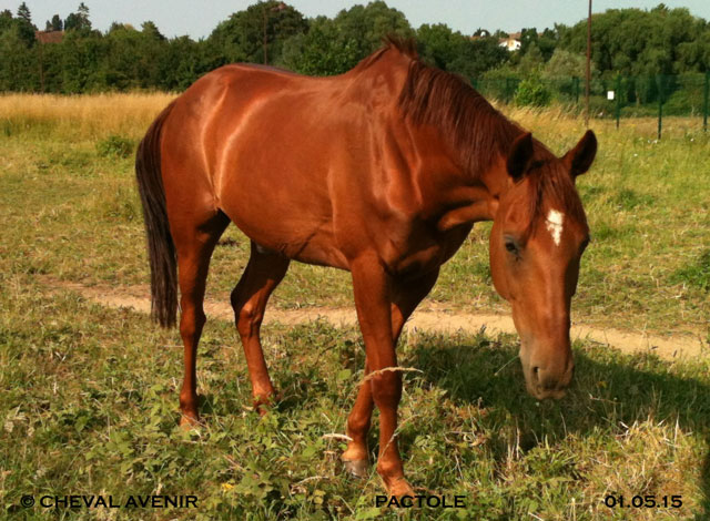 PACTOLE hongre TF de 12 ans adopté par Christiane 09 2015 Pactol12