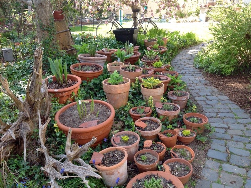 Garten von kaktusclaudi Image16