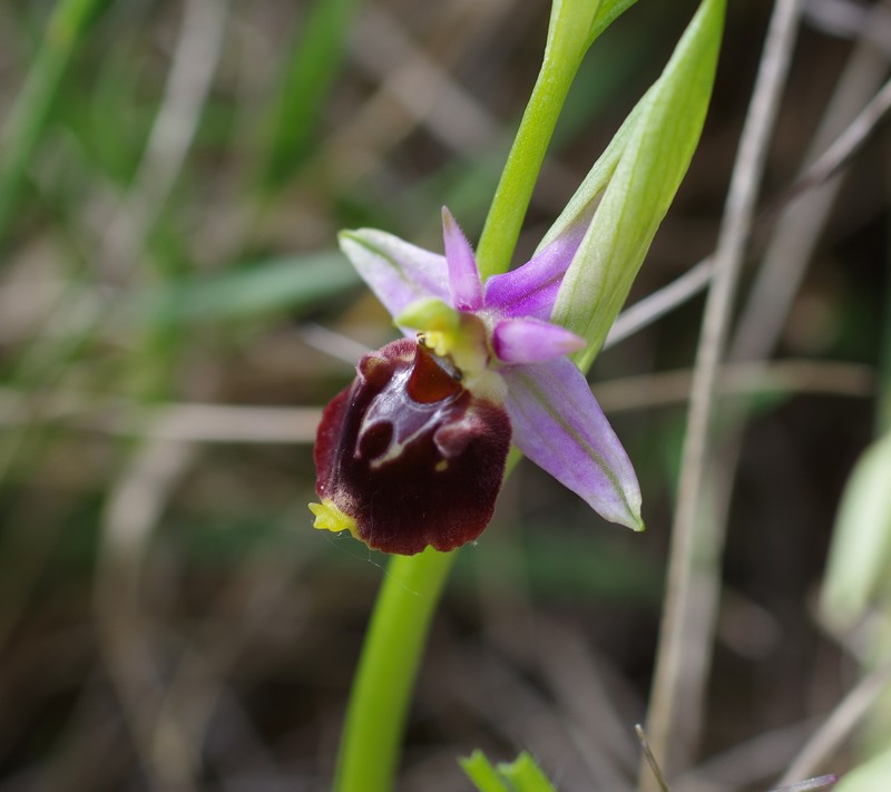 Ophrys x obscura 111