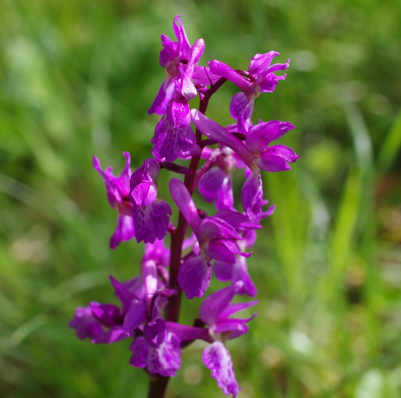 Orchis mascula fiche technique