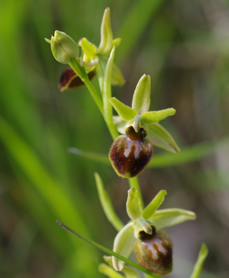 Ophrys x obscura 211