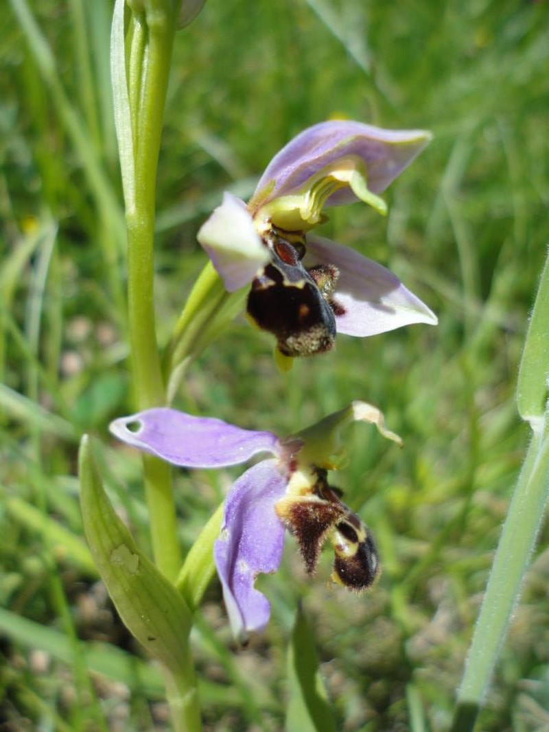Ophrys fuciflora x Ophrys apifera 212
