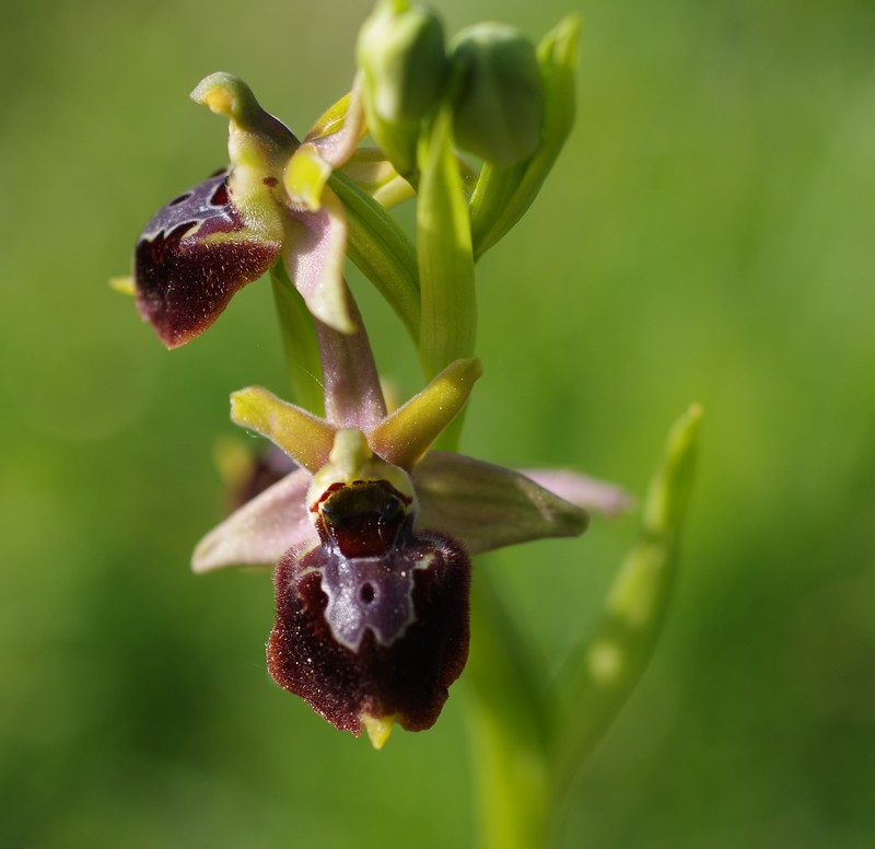Ophrys x pulcra Imgp1119