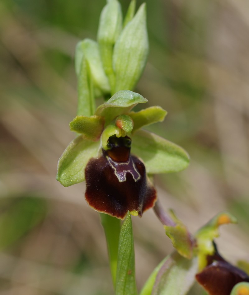 Ophrys x obscura Imgp1411