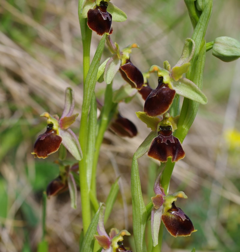 Ophrys x obscura Imgp1412