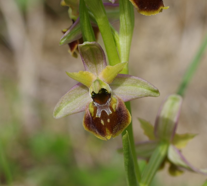 Ophrys x obscura Imgp1414