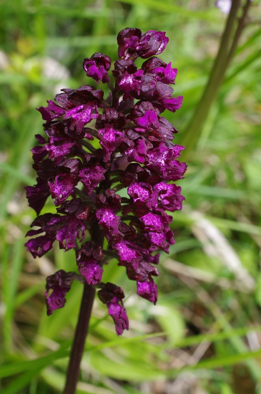 Orchis pourpre - Orchis purpurea Imgp2610