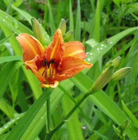 2015 - Hemerocallis !!! 26042012