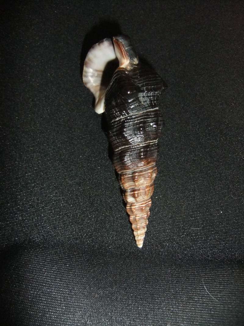 Batillariidae - Pyrazus ebeninus (Bruguière, 1792) Pyrazu10