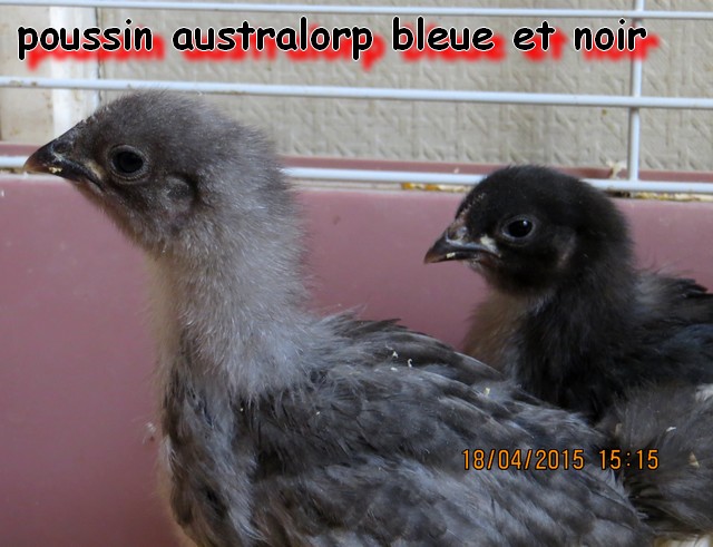 Mon trio d'australorp , né le 2 avril 2015 Img_0045